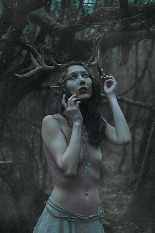 Cerf Foret La Rochelle Photographie